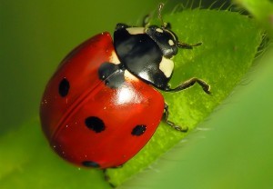 coccinella-rossa-porta-fortuna